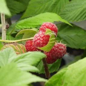 Malling Promise Raspberry (Rubus ideaus Malling Promise) 2